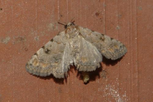 Réf. 266 661 : Metachrostis velox
